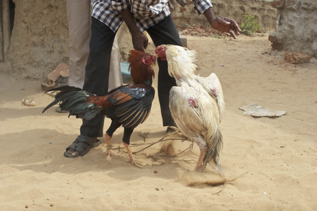 Indian_Cock_Fight.jpg