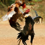 COCK_FIGHT-2.jpg