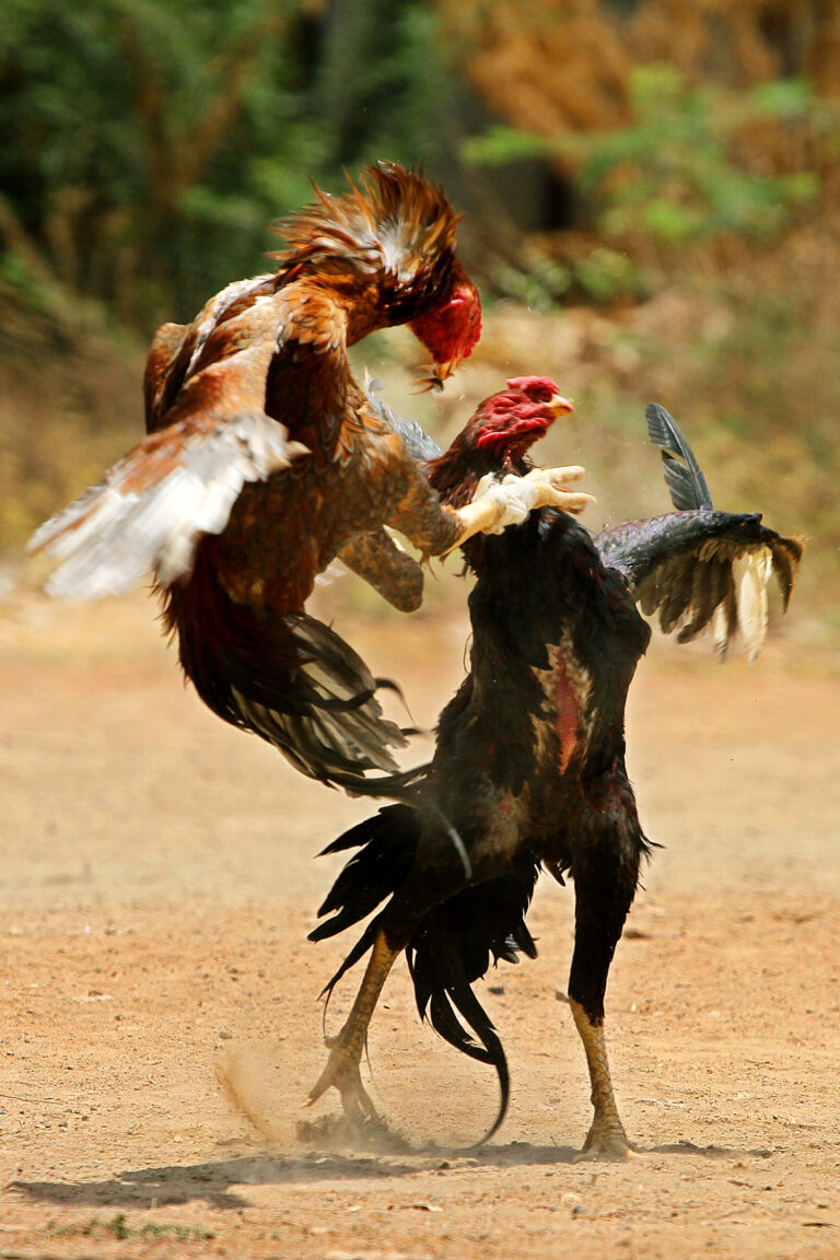 COCK_FIGHT-2.jpg